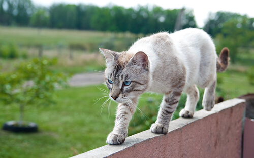 equilibrio del gatto