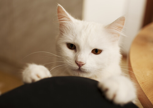 faccia di gatto carina