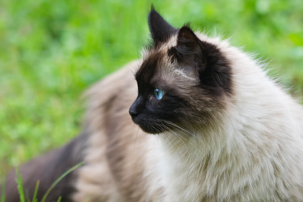 gatto himalayano