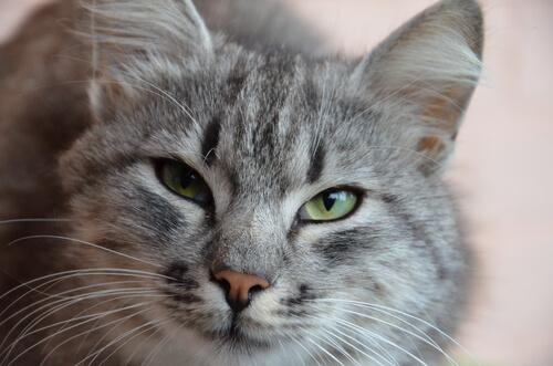 faccia di gatto carina