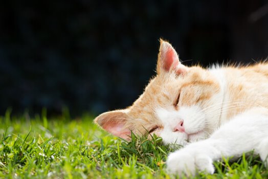 Tutto sui gatti maestosi Tabby arancioni