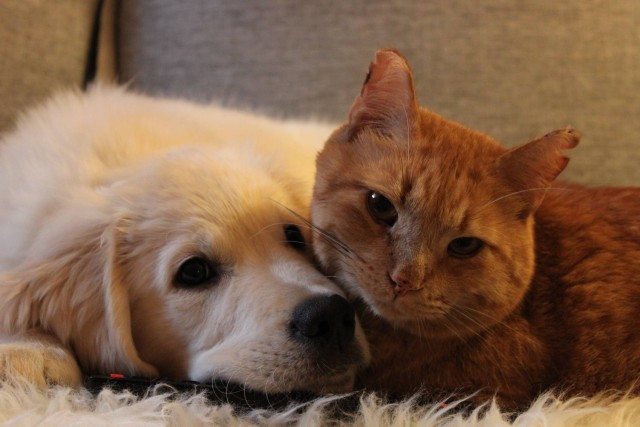 amicizie tra cani e gatti