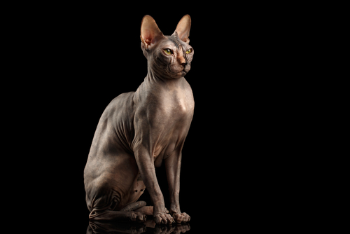 Nomi per gatti Sphynx