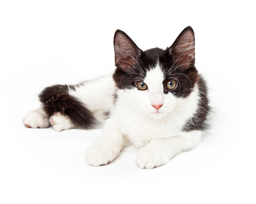 Un accattivante gatto smoking con un sorprendente motivo del mantello bianco e nero.