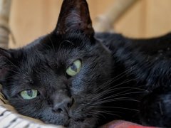 adorable black Bombay cat face looking at camera