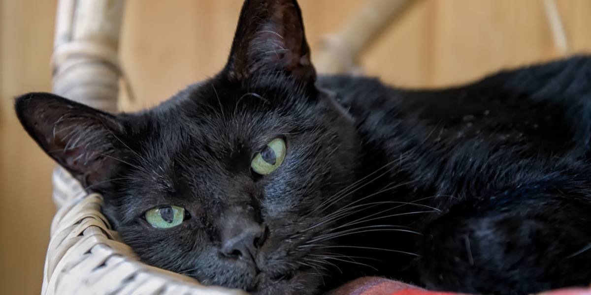 adorabile gatto nero Bombay che guarda la telecamera