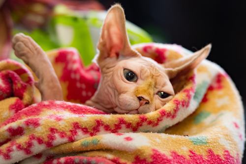 gatto senza peli che dorme sulla coperta