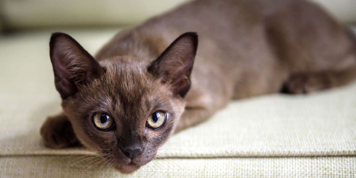 Gatto birmano rilassato in una posa comoda su un divano.