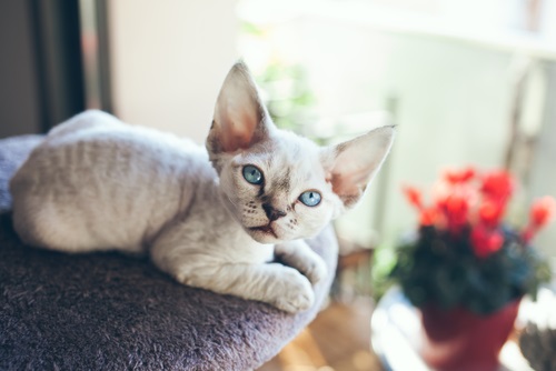 Gatto Devon Rex