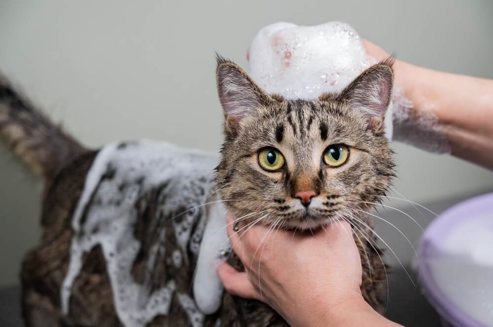 Un'immagine che raffigura una donna che fa lo shampoo a un gatto grigio tigrato. La scena illustra il processo di toelettatura e cura del gatto, evidenziando lo sforzo del proprietario per mantenere l'igiene e la pulizia del gatto.