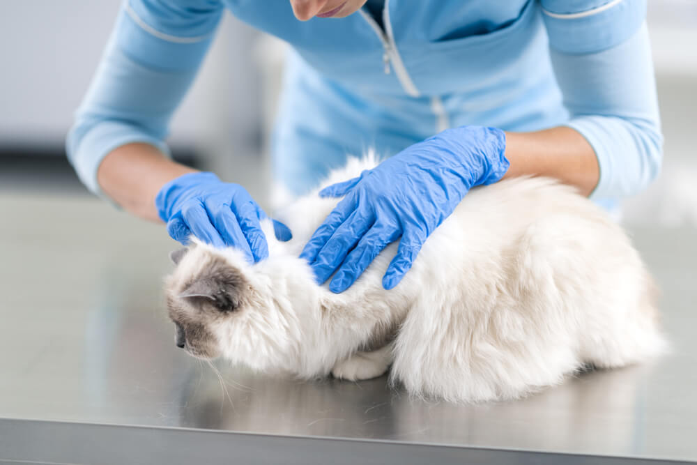 Un'immagine che ritrae un veterinario che esamina attentamente uno splendido gatto a pelo lungo.