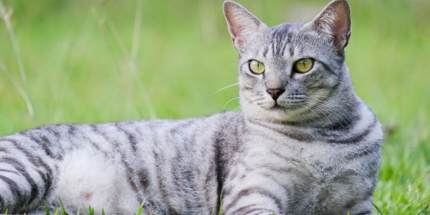 150 migliori nomi e significati per gatti dell'antico Egitto