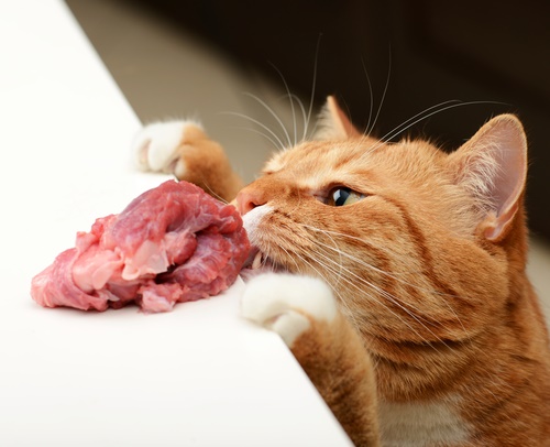 il gatto mangia carne