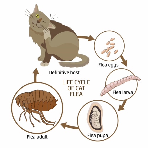 Illustrazione delle cause delle pulci nei gatti