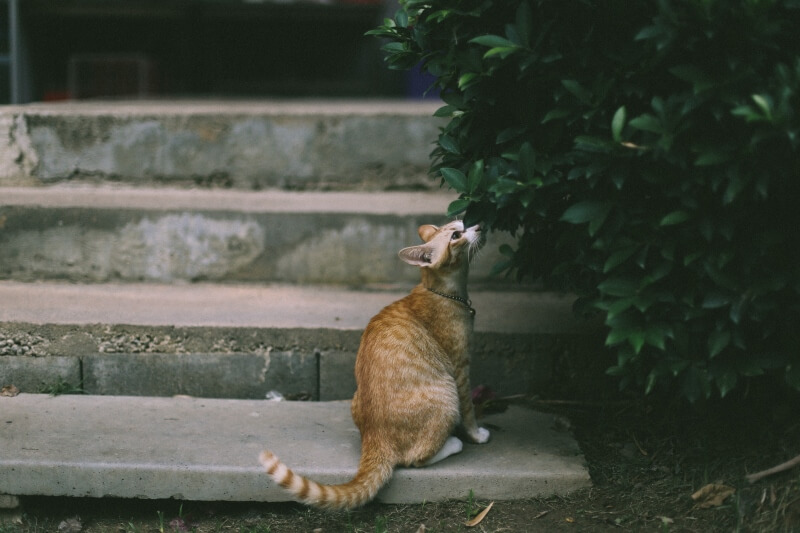 Gatto soriano maculato