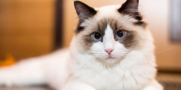 160 migliori nomi per gatti Ragdoll con significati