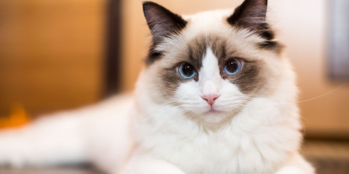 Bellissimo giovane gatto Ragdoll bianco di razza pura, che mette in risalto la sua natura elegante e gentile.