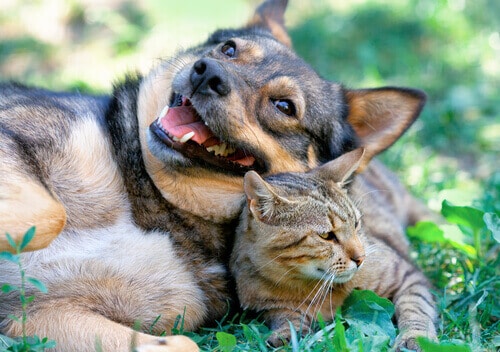 Cani e gatti vanno d'accordo.