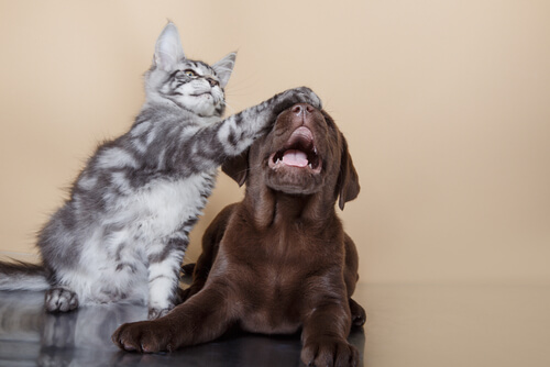 Gatti e un cane insieme.