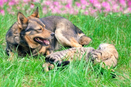 Cani e gatti che convivono.