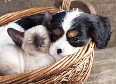 Cani e gatti in una amichevole interazione.