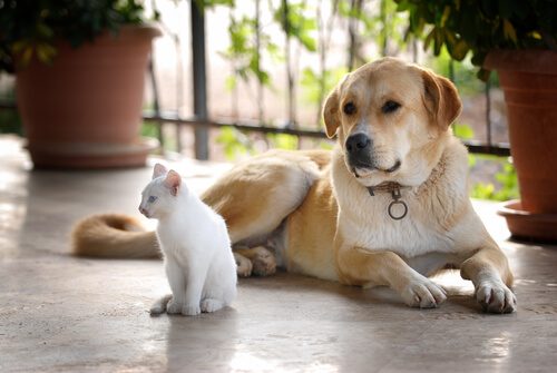 Cani e gatti che vivono insieme.