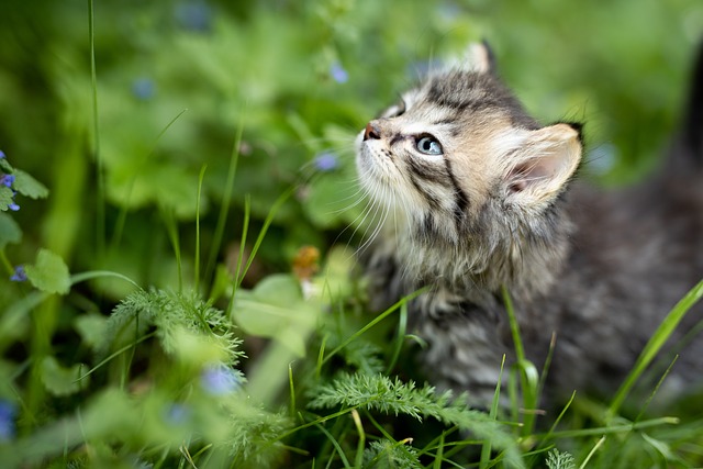 gatto di supporto emotivo