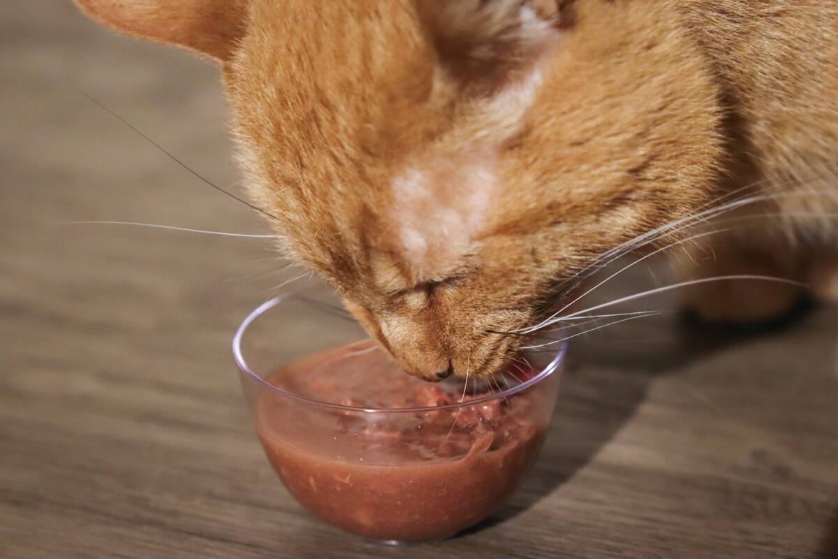 gatto che mangia cibo per gatti da una ciotola