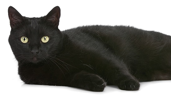 Immagine maestosa di un gatto nero con un'aria di eleganza e mistero