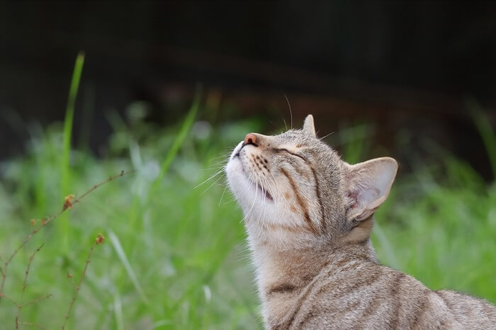 odore di gatto