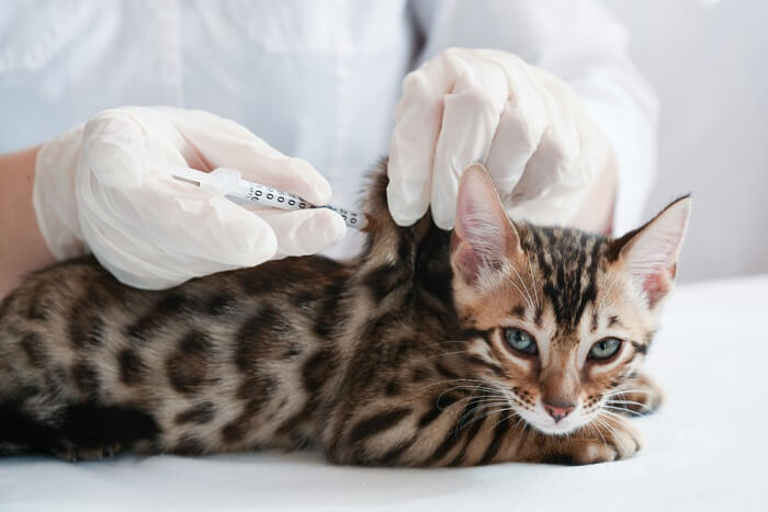 Rappresentazione visiva di un gatto che riceve un vaccino