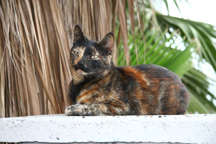 Un gatto unisex color tartaruga, che presenta il caratteristico motivo del mantello di questa varietà felina.