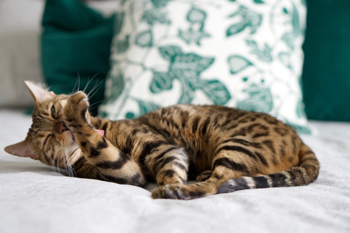 Un gatto del Bengala si pulisce meticolosamente il pelo, mostrando la sua innata eleganza e la sua routine di cura di sé.