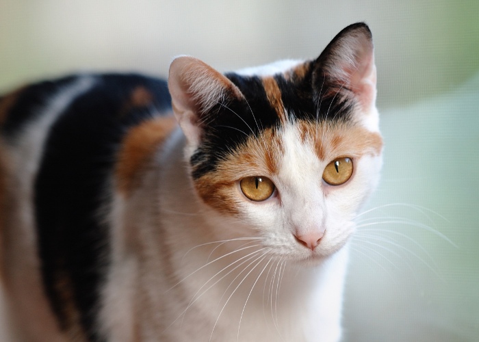 Immagine che cattura l'espressione emotiva di un gatto mentre guarda direttamente la fotocamera.