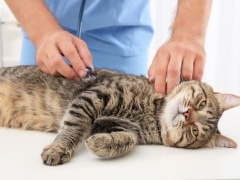 Hyperthyroidism in Cats