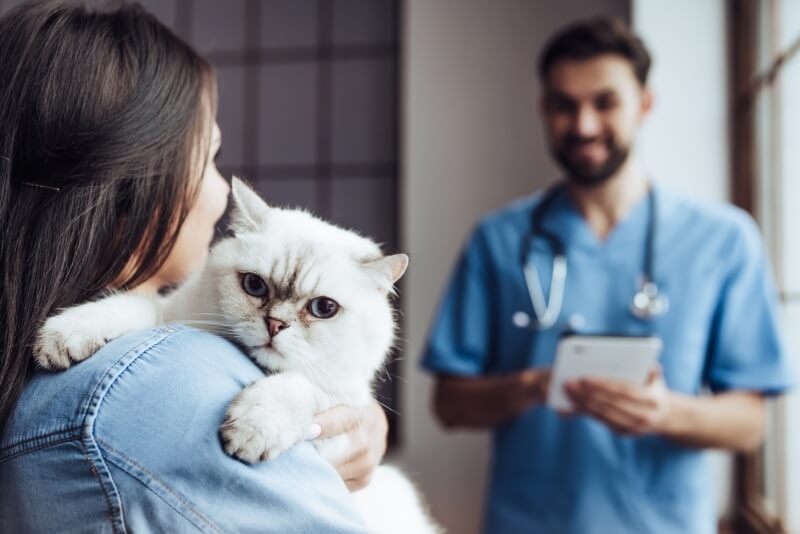 rappresentazione visiva di un veterinario che visita un gatto mentre il proprietario lo tiene delicatamente in braccio.