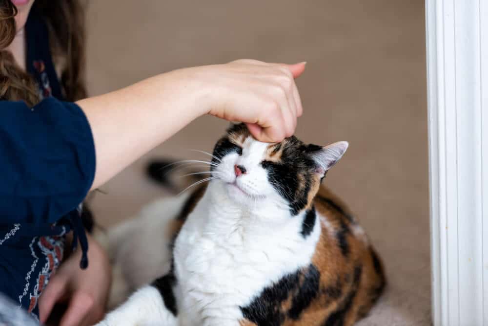 Tutto sui gatti calico in primo piano