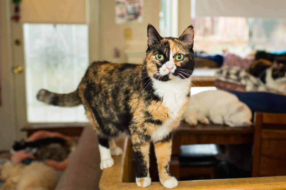 Gatto in piedi con sicurezza su un tavolo.