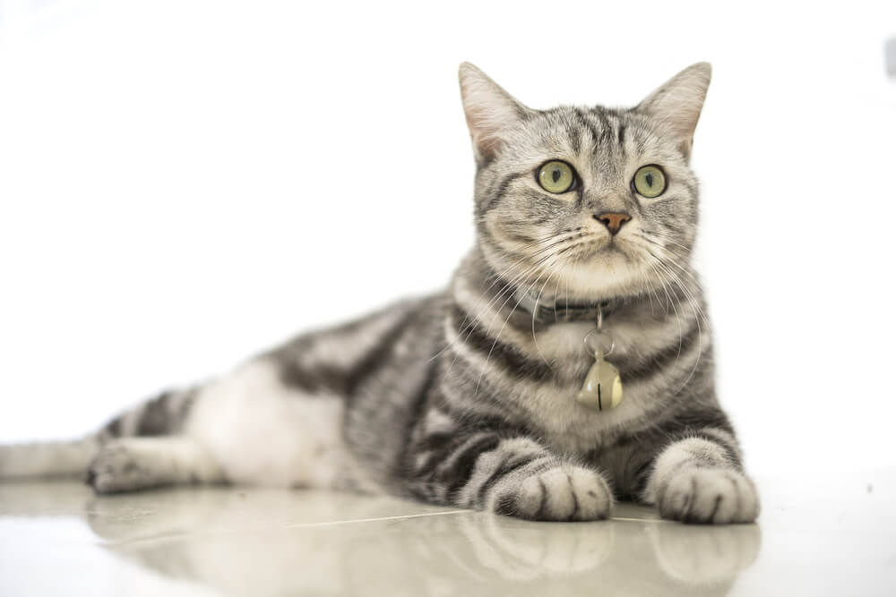 Gatto American Shorthair, incarna il fascino classico e duraturo di questa razza