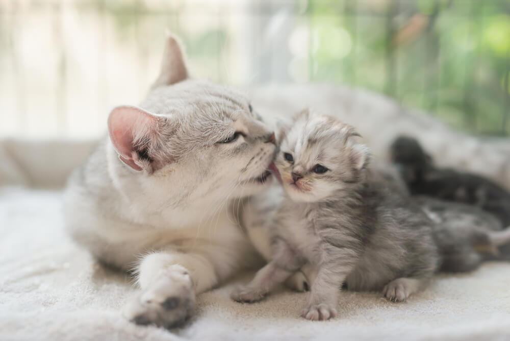 Gatto American Shorthair, che mostra il suo aspetto senza tempo e amato