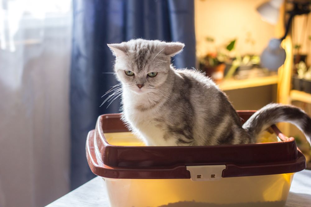 Il gatto si sforza di defecare nella lettiera