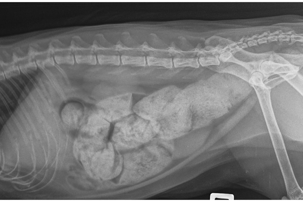 Un'immagine radiografica che mostra la stitichezza del gatto, una condizione medica che colpisce la salute digestiva dei felini.