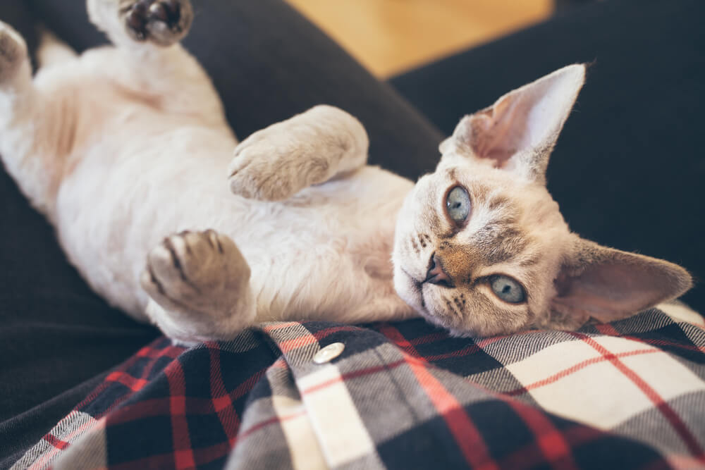 Gatto Devon Rex che dorme