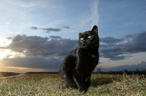 gatto nero maschio