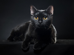 black-cats