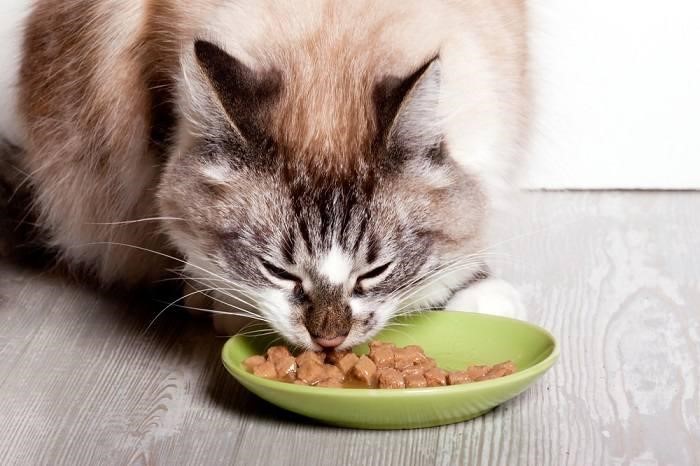 il gatto mangia cibo umido