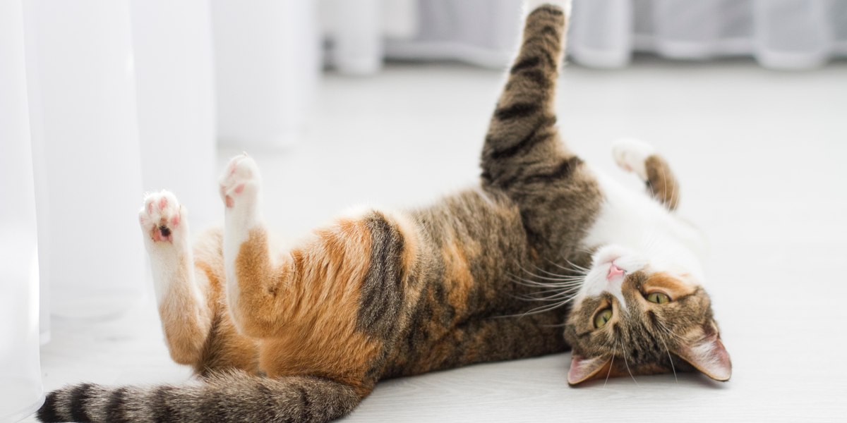 Immagine di un gatto che sbircia giocosamente da dietro una tenda.