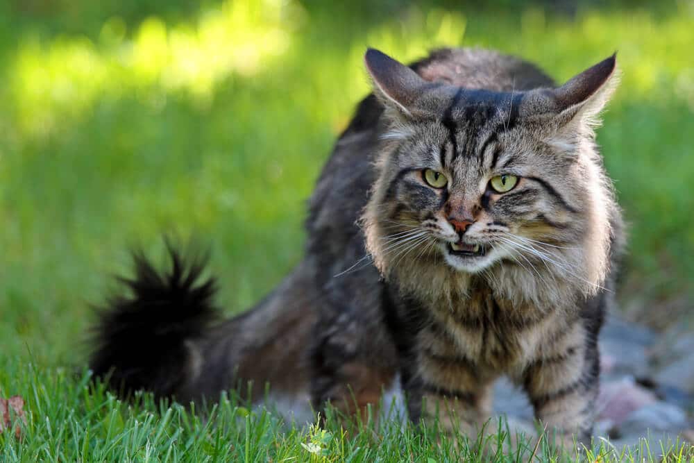 i gatti hanno il senso del gusto risposta di Flehmen