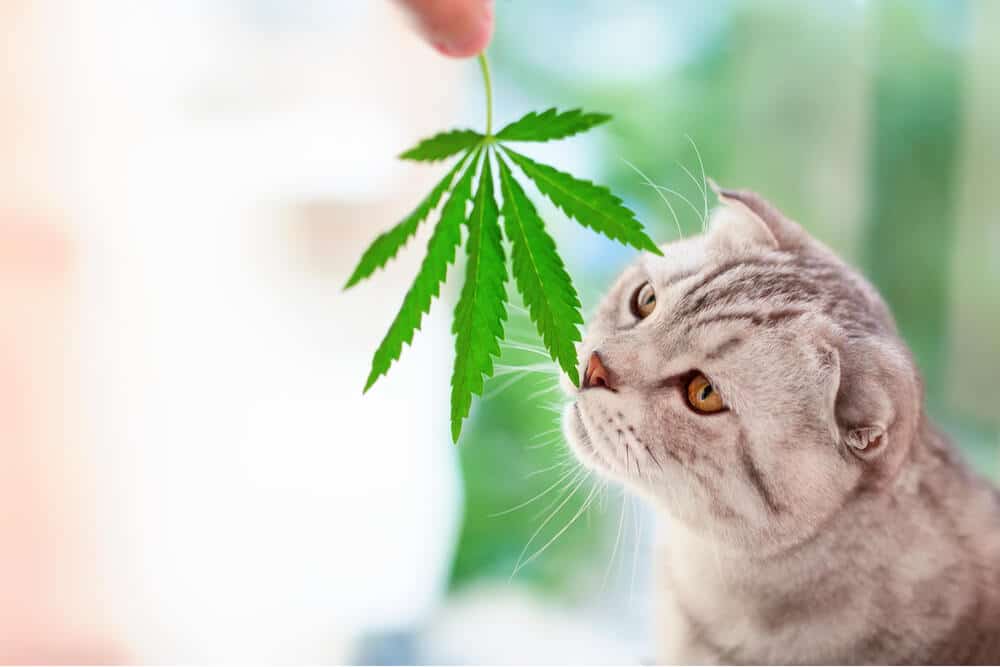 Olio di CBD per gatti gatto che annusa foglia di cannabis