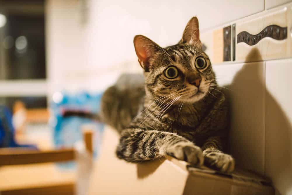 Un'immagine illustrativa che rappresenta la sindrome da iperestesia felina, in cui il gatto manifesta una maggiore sensibilità, forse con il pelo ritto, e mostra segni di agitazione o disagio lungo la schiena.